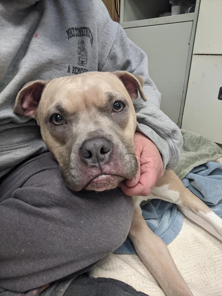 mercysdoorpetrescue org