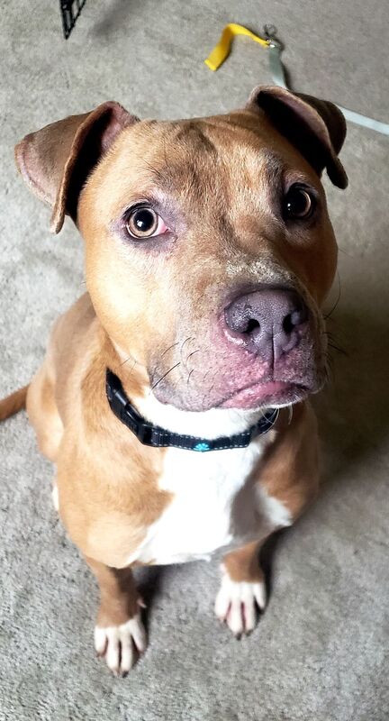 mercy s door pet rescue ohio home