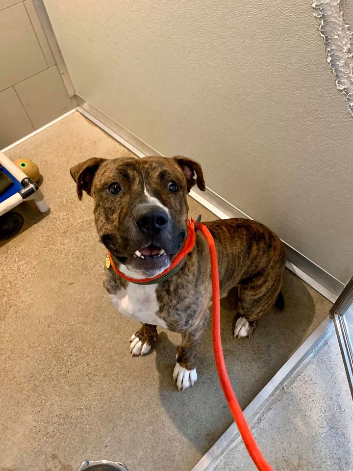 Mercy S Door Pet Rescue Ohio Home